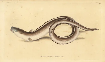Muraena conger. Incisione a mano colorata disegnata e incisa da Edward Donovan dal suo Natural History of British Fishes, Donovan e F.C. e J. Rivington, Londra