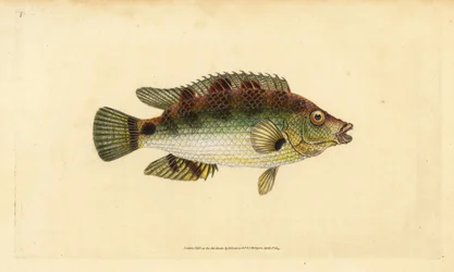 Symphodus melops (Labrus cornubius). Incisione a mano colorata disegnata e incisa da Edward Donovan dal suo "Natural History of British Fishes", Donovan e F.C. e J. Rivington, Londra