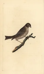 Strillozzo, Miliaria calandra