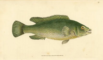 Labrus mixtus (Labrus lineatus). Incisione a mano colorata disegnata e incisa da Edward Donovan dal suo "Natural History of British Fishes", Donovan e F.C. e J. Rivington, Londra