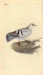 Piccione domestico, Columba livia domestica
