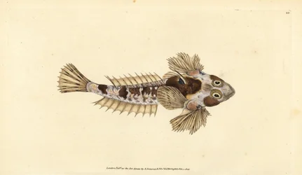 Dragoncello, Callionymus lyra
