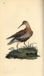 Piovanello pancianera, Calidris alpina