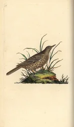 Allodola scura, Pinarocorys nigricans