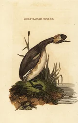Svasso cornuto, adulto, Podiceps auritus