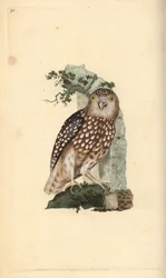 Civetta nana eurasiatica, Glaucidium passerinum