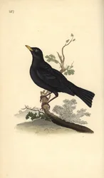 Merlo comune, Turdus merula. Rame colorato a mano, disegnato e inciso da Edward Donovan, dalla sua «Storia naturale degli uccelli britannici», Londra