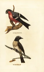 Ciuffolotto eurasiatico, Pyrrhula pyrrhula, e saltimpalo, Saxicola rubetra