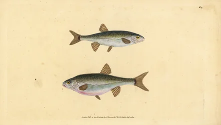 Phoxinus phoxinus (Cyprinus phoxinus). Incisione a mano colorata disegnata e incisa da Edward Donovan dal suo "Natural History of British Fishes", Donovan e F.C. e J. Rivington, Londra