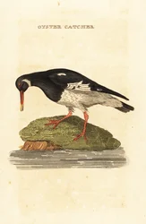 Beccaccia di mare eurasiatica, Haematopus ostralegus