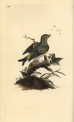Lucherino eurasiatico, Carduelis spinus