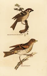 Passero mattugio eurasiatico, Passer montanus, e fringuello alpino, Fringilla montifringilla