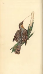 Jynx torquilla. Incisione a mano colorata disegnata e incisa da Edward Donovan dal suo "Natural History of British Birds," Londra