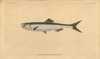 Acciuga europea, Engraulis encrasicolus. Incisione a mano colorata disegnata e incisa da Edward Donovan dal suo Natural History of British Fishes, Donovan e F.C. e J. Rivington, Londra
