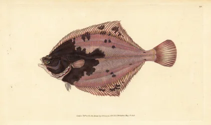 Platessa europea, Platichthys flesus. Incisione a mano colorata disegnata e incisa da Edward Donovan dal suo Natural History of British Fishes, Donovan e F.C. e J. Rivington, Londra