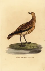 Piviere dorato europeo, Pluvialis apricaria