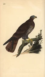 Falco pecchiaiolo, Pernis apivorus. Incisione colorata a mano tratta da Edward Donovan dal suo Natural History of British Birds, Londra