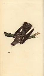 Succiacapre europeo, Caprimulgus europaeus. Incisione colorata a mano tratta da Edward Donovan dal suo Natural History of British Birds, Londra