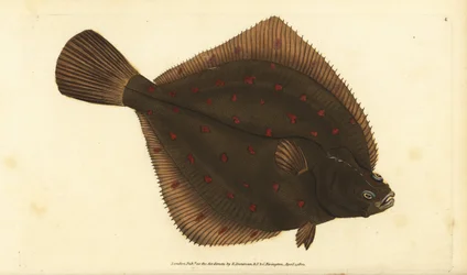 Platessa europea, Pleuronectes platessa