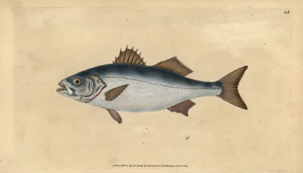 Spigola europea, Dicentrarchus labrax (Basse, Perca labrax). Incisione colorata a mano tratta da Edward Donovan dal suo Natural History of British Fishes, Donovan e F.C. e J. Rivington, Londra