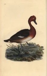 Moretta tabaccata, Aythya nyroca
