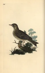 Allodola campestre, Alauda minor (o Prispolone, Anthus trivialis?)