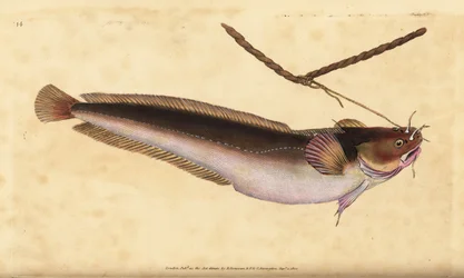 Mustella a cinque barbe, Ciliata mustela (Pesce merluzzo a cinque barbe, Gadus mustela). Incisione a mano colorata disegnata e incisa da Edward Donovan dalla sua Storia Naturale dei Pesci Britannici, Donovan e F.C. e J. Rivington, Londra