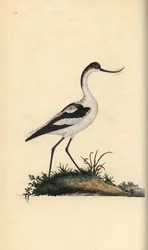 Avocetta, Recurvirostra avosetta