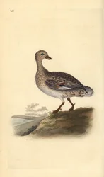 Canapiglia (femmina), Anas strepera