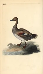 Canapiglia (maschio)