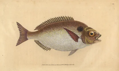 Orata dorata o orata lunata, Sparus aurata. Incisione colorata a mano tratta da Edward Donovan dal suo Natural History of British Fishes, Donovan e F.C. e J. Rivington, Londra