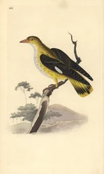 Rigogolo (femmina), Oriolus oriolus