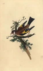 Cardellino, Carduelis carduelis. Incisione colorata a mano tratta da Edward Donovan dal suo Natural History of British Birds, Londra