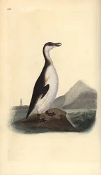 Alca impenne, Pinguinus impennis, cacciata all