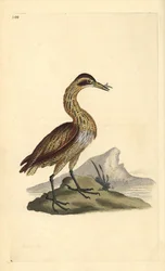 Tarabuso