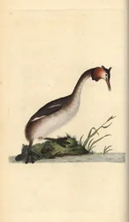 Svasso maggiore, Podiceps cristatus