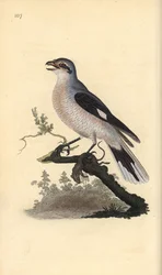 Averla maggiore (femmina), Lanius excubitor. Incisione colorata a mano tratta da Edward Donovan dal suo Natural History of British Birds, Londra