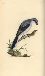 Averla maggiore, Lanius excubitor. Incisione a mano colorata disegnata e incisa da Edward Donovan dal suo 