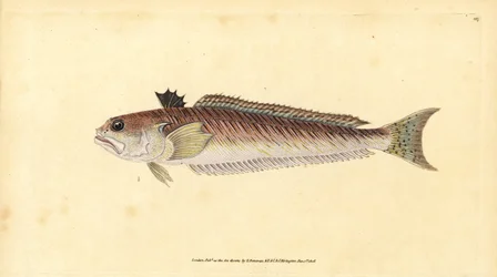 Tracina drago, Trachinus draco