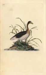 Oca lombardella. Incisione a mano colorata a rame disegnata e incisa da Edward Donovan dal suo Natural History of British Birds, Londra