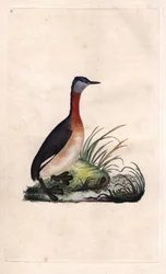 Svasso allegro, Podiceps grisegena