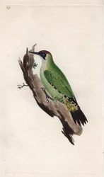 Picchio verde, Picus viridis. Incisione a rame di Edward Donovan, pubblicata in 