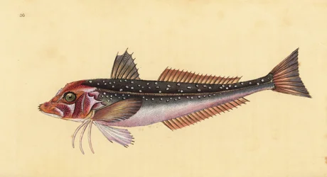 Eutrigla gurnardus (Trigla gurnardus). Incisione a mano colorata disegnata e incisa da Edward Donovan dal suo Natural History of British Fishes, Donovan e F.C. e J. Rivington, Londra