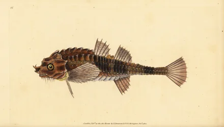 Agonus cataphractus (Cottus cataphractus). Incisione a mano colorata disegnata e incisa da Edward Donovan dal suo Natural History of British Fishes, Donovan e F.C. e J. Rivington, Londra