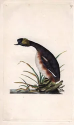 Svasso cornuto, Podiceps auritus