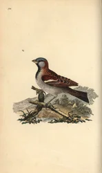 Passero domestico, Pour domesticus