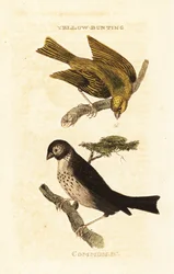 Zigolo giallo giapponese, Emberiza sulphurata, e zigolo delle messi, Emberiza calandra