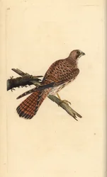 Gheppio, Falco tinnunculus, femmina