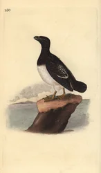 All alle (femmina). Incisione a mano colorata disegnata e incisa da Edward Donovan dal suo "Natural History of British Birds," Londra
