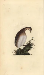 Tuffetto. Incisione a mano colorata a rame disegnata e incisa da Edward Donovan dal suo Natural History of British Birds, Londra